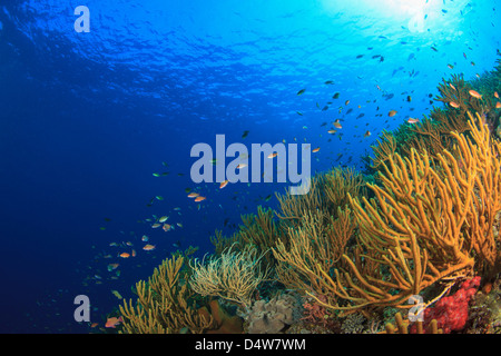 Nage du poisson dans les récifs coralliens Banque D'Images