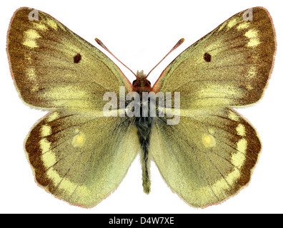 Montagne mâle papillon jaune assombrie (Colias phicomone) isolé sur fond blanc Banque D'Images