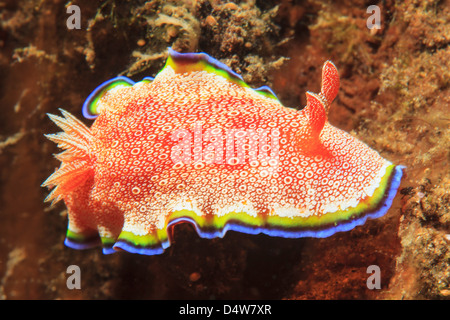 Close up of nudibranch sur coral reef Banque D'Images