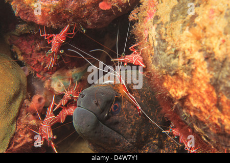 La murène avec crevettes hingebeak Banque D'Images