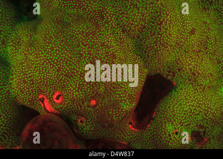 Les récifs coralliens en fluorescence Banque D'Images