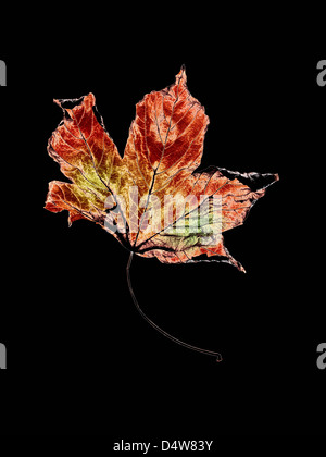 Close up of dried autumn leaf Banque D'Images