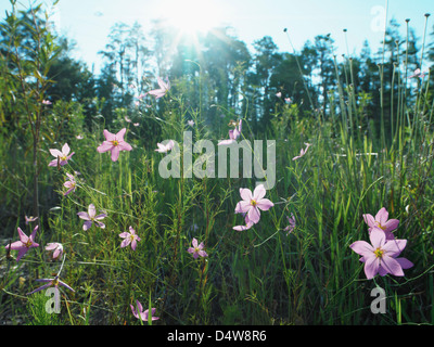 Purple Flowers growing in grassy field Banque D'Images