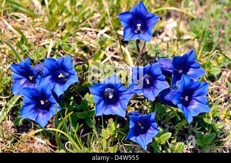 La gentiane acaule (Gentiana acaulis) dans les Alpes à La Plagne Banque D'Images