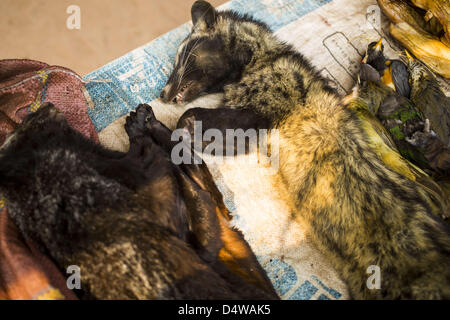 Le 15 mars 2013 - Le Laos, d'Oudomxay - la viande de brousse à vendre dans un petit village sur l'autoroute 13 nord de Luang Prabang. Les animaux coûtent environ 300 000 KIP Lao chaque (environ 42 $ US). L'asphaltage de l'autoroute 13 de Vientiane à près de la frontière chinoise a changé le mode de vie dans les régions rurales du Laos. Les villageois près de Luang Prabang l'habitude d'avoir à prendre des bateaux peu fiable qui a duré trois heures aller-retour pour se rendre de la maison au centre touristique de Luang Prabang, maintenant ils prennent un aller-retour de 40 minutes en bus. Au nord de Luang Prabang, ouvrant ainsi la voie publique a été l'occasion pour la Chine d'utiliser le Laos comme un poi de transbordement Banque D'Images