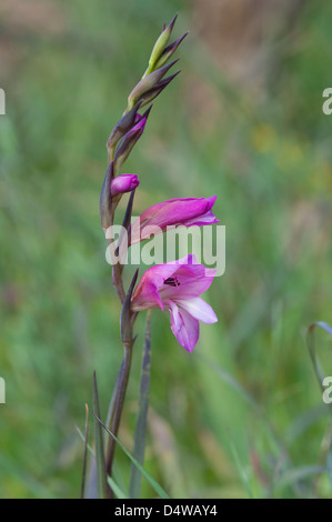 Glaïeul (Gladiolus illyricus sauvages) habitat herbeux fleurs la Costa Vicentina Park Algarve Portugal Europe début mars 2013 Banque D'Images