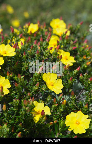 Halimium calycinum la ciste (fleurs) sur sandy & habitat côtières rocheuses la Costa Vicentina Park Algarve Portugal Europe Banque D'Images