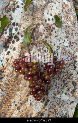 Smilax Smilax aspera (commune) avec la direction générale de l'escalade de fruits de vieilles feuilles d'agave Algar Seco Carvoeiro Algarve Portugal Europe Banque D'Images