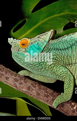 Male Parson's Chameleon Banque D'Images