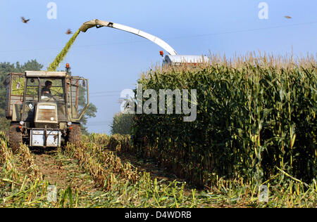 (Dossier) - Un fichier photo datée du 06 octobre 2005 montre la première récolte des cultures génétiquement modifiées (GM) dans le maïs, Allemagne. Luesewitz brut Le champ de maïs GM cultivées sous la direction de scientifiques et d'observation. La Cour constitutionnelle fédérale statue sur la culture des plantes génétiquement modifiées (GM) le 24 novembre 2010. Photo : Bernd Wuestneck Banque D'Images