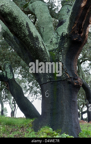 Récolté à maturité de chêne-liège (Quercus suber) Arbre Corte Grande près de Picota Monchique Algarve Portugal Europe début mars 2013 Banque D'Images