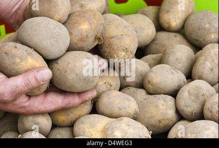 (Afp) un fichier photo datée du 06 septembre 2008 des pommes dans Koengis Wusterhausen, Allemagne. État fédéral Brandenburg était la culture de pommes de terre, la culture de la région sont passées de 13 100 à 8 800 hectares. Photo : Patrick Pleul Banque D'Images