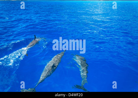 Les dauphins nager dans l'eau tropicale Banque D'Images