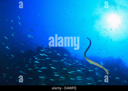 Une anguille à l'école de poissons Banque D'Images