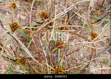 Sauge sable (Cyperus capitatus) croissant sur les dunes de sable de Alvor Algarve Portugal Europe début mars 2013 Banque D'Images