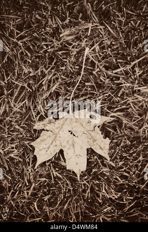 Feuille d'érable automne lying on grass Banque D'Images