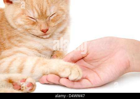 Le chaton rouge d'une race Scottish straight Banque D'Images