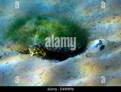 La croissance de la mousse sur la coque d'une tortue portant sur le fond sablonneux de Morrison Springs, en Floride. Banque D'Images