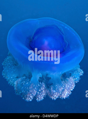 Une couronne Jellyfish flottant doucement au large des Fidji. Banque D'Images