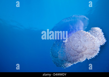 Une couronne Jellyfish flottant doucement au large des Fidji. Banque D'Images