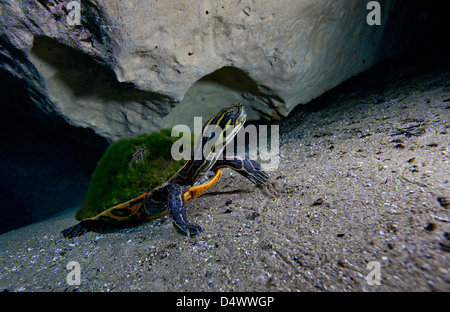 Une péninsule Cooter tortue sur le fond sablonneux de Morrison Springs caverne. Banque D'Images