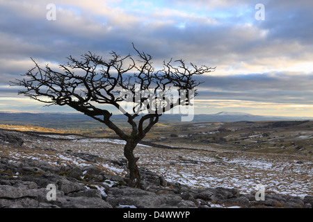 Un arbre isolé sur lapiez sur les maures à Malham Lings, au-dessus de Malham Cove dans le Yorkshire Dales National Park, England Banque D'Images