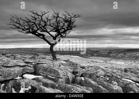 Un arbre isolé sur lapiez sur les maures à Malham Lings, au-dessus de Malham Cove dans le Yorkshire Dales National Park, England Banque D'Images