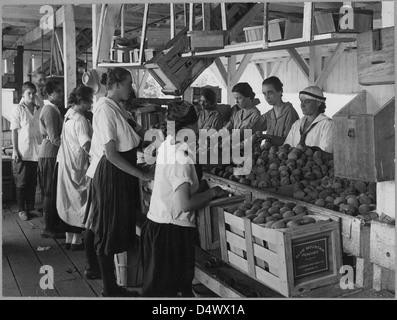 La Première Guerre mondiale Farmerettes Pack Peaches on a Virginie Fruit Farm en août, 1917 Banque D'Images