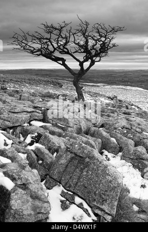 Un arbre isolé sur lapiez sur les maures à Malham Lings, au-dessus de Malham Cove dans le Yorkshire Dales National Park, England Banque D'Images