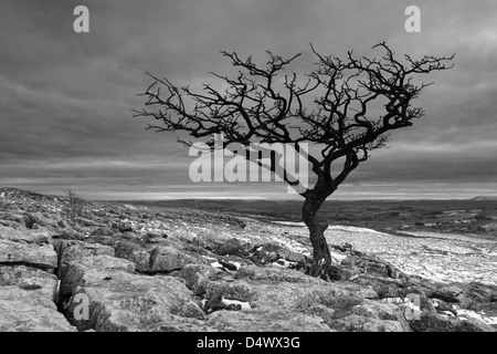 Un arbre isolé sur lapiez sur les maures à Malham Lings, au-dessus de Malham Cove dans le Yorkshire Dales National Park, England Banque D'Images