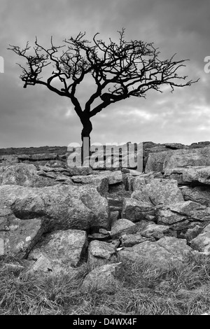 Un arbre isolé sur lapiez sur les maures à Malham Lings, au-dessus de Malham Cove dans le Yorkshire Dales National Park, England Banque D'Images