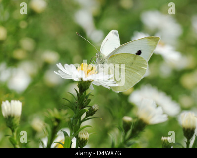 Chou blanc papillon sur fleur en jardin Banque D'Images