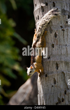 Écureuil roux (Sciurus variegatoides variegated) costa rica. Banque D'Images