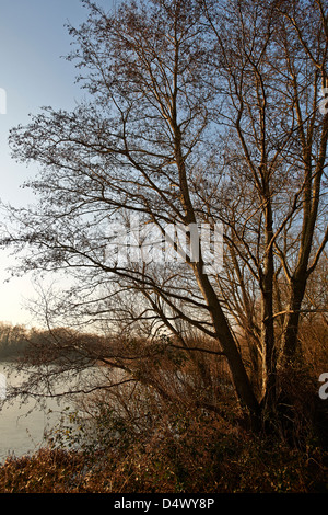 Au bord du lac Dinton Pâturages Banque D'Images