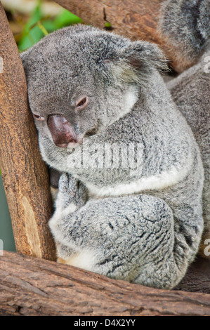 Sleepy koala s'étire dans un membre de l'arbre au Kuranda Wildlife Sanctuary près de Cairns, Australie. Banque D'Images