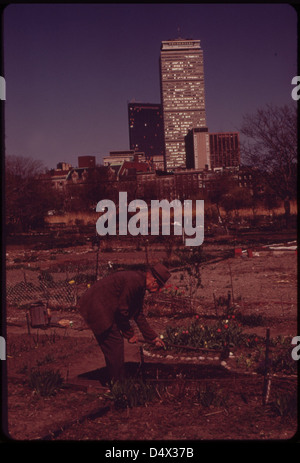 City Farmer tend son jardin dans la Fenway, administré par 600 membres de l'Association civique de Fenway. Quatre cent vingt-cinq jardins personnels sont labourés sur ces cinq acres dans le Metropolitan Boston 04/1973 Banque D'Images