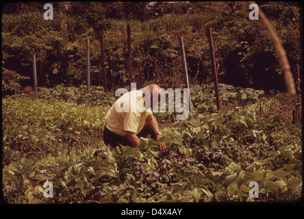 Un 'City Farmer' tend ses légumes dans le Fenway Gardens . . . 08/1973 Banque D'Images