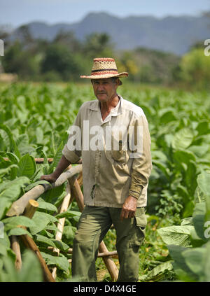 14 mars 2013 - La Havane, Cuba - un cultivateur de tabac s'interrompt pendant la récolte des feuilles dans la région de Vinales Pinar del Rio, Cuba le Samedi, 16 mars 2013. En dépit de Cuba sont considérés comme certains des meilleurs au monde, les conditions économiques dans le pays ont les agriculteurs gagnent moins d'un dollar par jour. (Crédit Image : © Josh Edelson/ZUMAPRESS.com) Banque D'Images