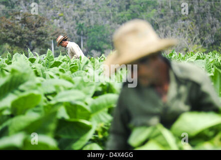 14 mars 2013 - La Havane, Cuba - les producteurs de tabac Feuilles de sélection dans un champ pendant la saison de récolte dans une zone rurale de la région de Vinales Pinar del Rio, Cuba le Samedi, 16 mars 2013. En dépit de Cuba sont considérés comme certains des meilleurs au monde, les conditions économiques dans le pays ont les agriculteurs gagnent moins d'un dollar par jour. (Crédit Image : © Josh Edelson/ZUMAPRESS.com) Banque D'Images