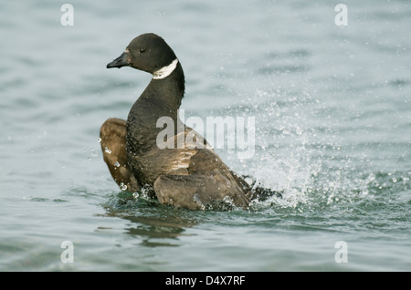 Pacific Black Brant (Branta bernicla nigricans) Puget Sound, Washington MARS Banque D'Images