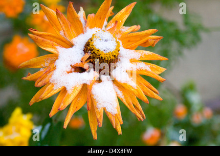 Début octobre de neige sur Black Eyed Susan fleur fleur. St Paul Minnesota MN USA Banque D'Images