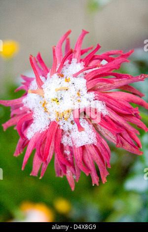 Début octobre de neige sur zinnia fleur fleur. St Paul Minnesota MN USA Banque D'Images