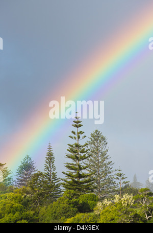 Arc en ciel et de pins, l'île Norfolk Araucaria heterophylla, Norfolk Island, Australie Banque D'Images