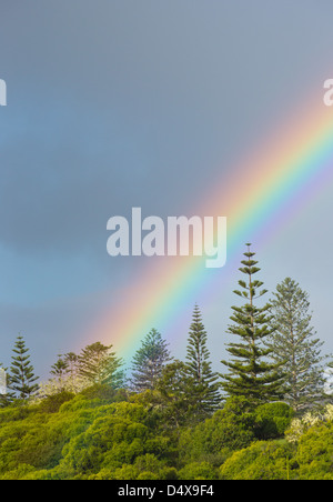 Arc en ciel et de pins, l'île Norfolk Araucaria heterophylla, Norfolk Island, Australie Banque D'Images