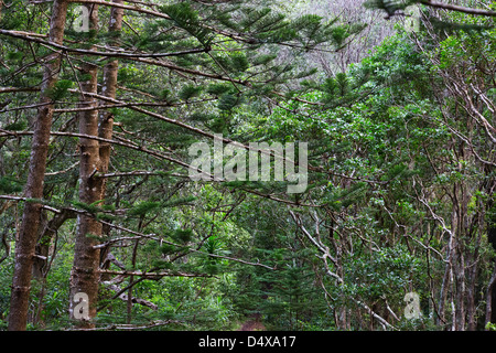 Parc national de l'île de Norfolk, Norfolk Island, Australie Banque D'Images