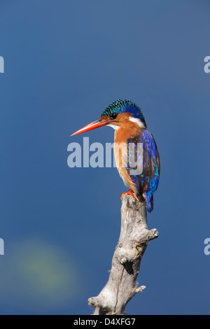 Martin-pêcheur huppé (Alcedo cristata), Intaka Island, Cape Town, Afrique du Sud, février 2013 Banque D'Images