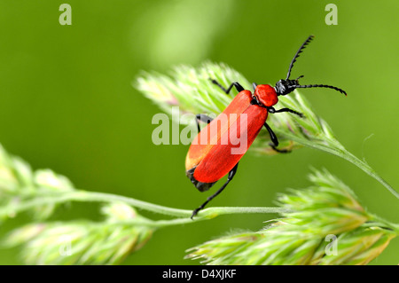 Femelle Cardinal beetle macro (Pyrochroa coccinea) sur l'herbe Banque D'Images