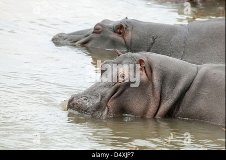 Deux Hippopotamus amphibius prendre une sieste à mi-journée la rivière Banque D'Images