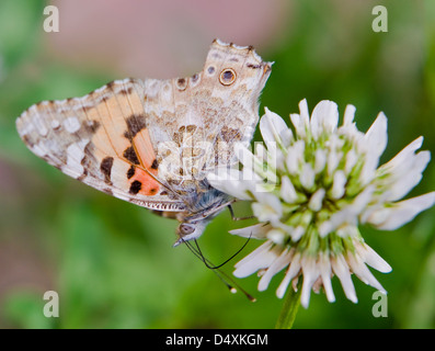 La belle dame (Cynthia),Vanessa cardui sur fleur blanc avec vue côté ouvert avec des ailes Banque D'Images