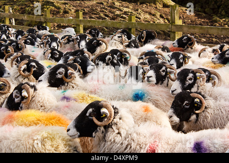 Troupeau de moutons Swaledale farm animal domestique commun un stock tous marqués pour l'identification avant d'aller au marché ou d'une vente aux enchères Banque D'Images